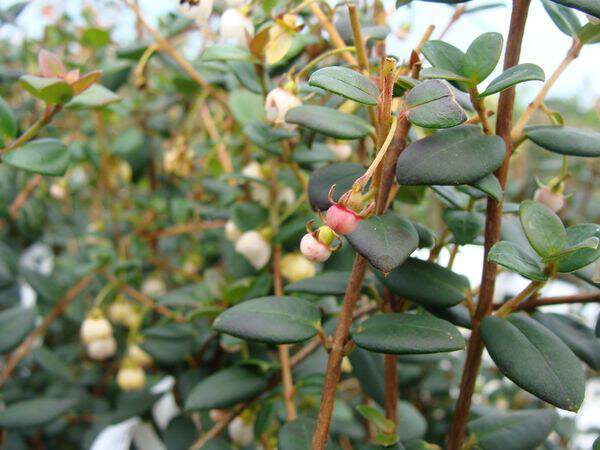 Goyavier du Chili - MYRTUS ugni molinae - Arbuste