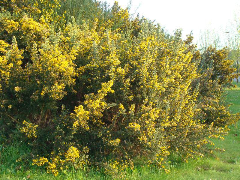 Ajonc - ULEX europeaus - Arbuste