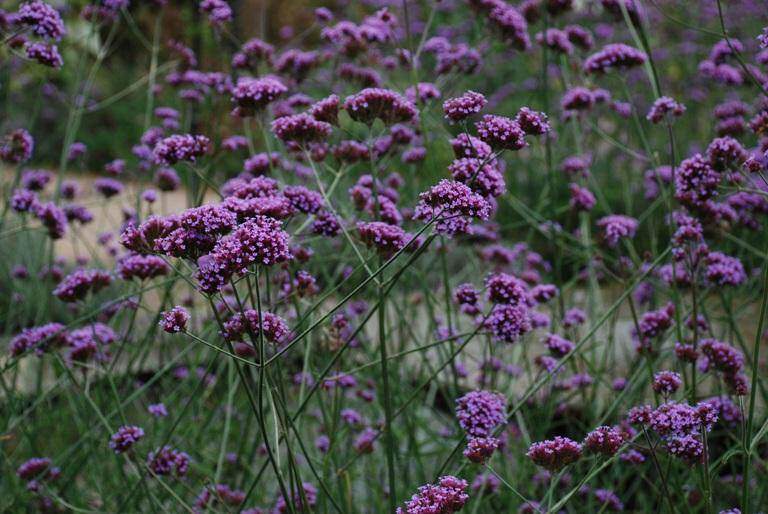 Verveine de Buenos Aires - VERBENA bonariensis - Vivace