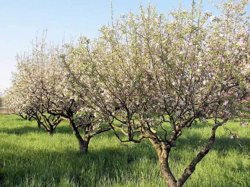 Arbres fruitiers : comment s'assurer une belle récolte ? - Côté Maison