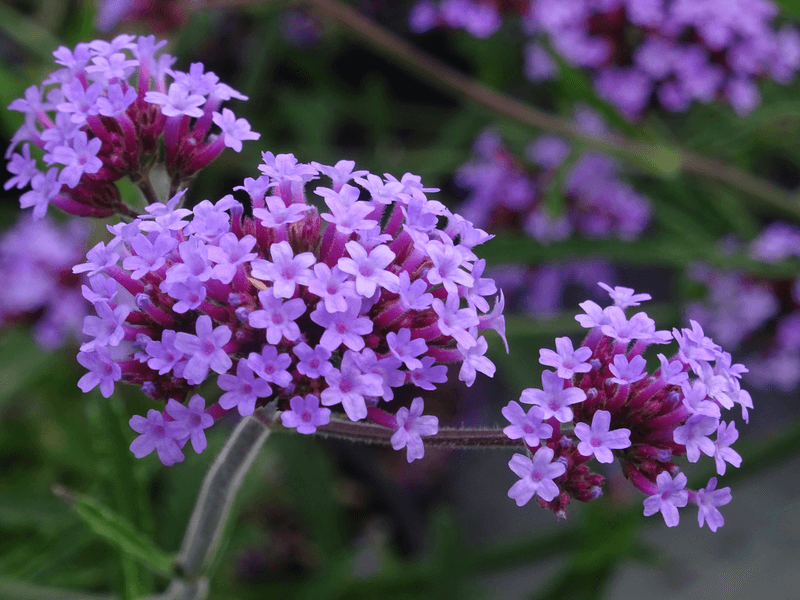 Verveine de Buenos Aires naine - VERBENA bonariensis 'Lollipop' - Vivace