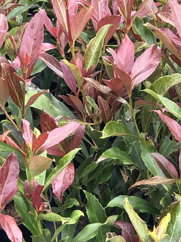 Viorne parfumée - VIBURNUM odoratissinum 'Coppertop' - Arbuste