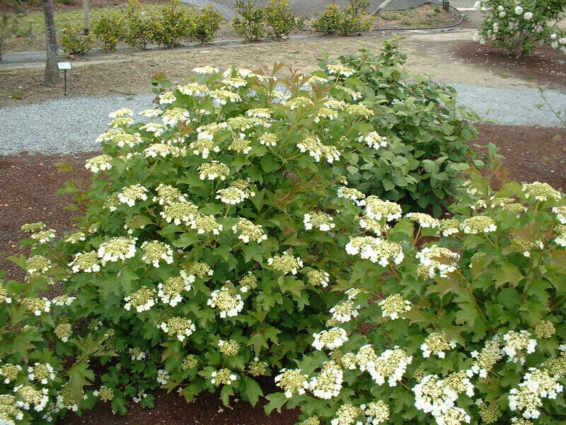 Viorne aubier - VIBURNUM opulus Compactum - Arbuste