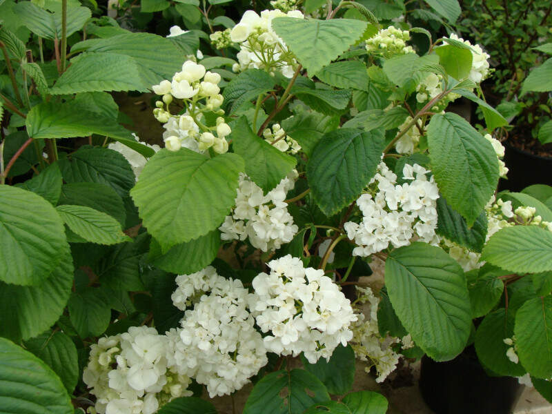 Viorne de Chine - VIBURNUM plicatum 'Pop Corn' - Arbuste