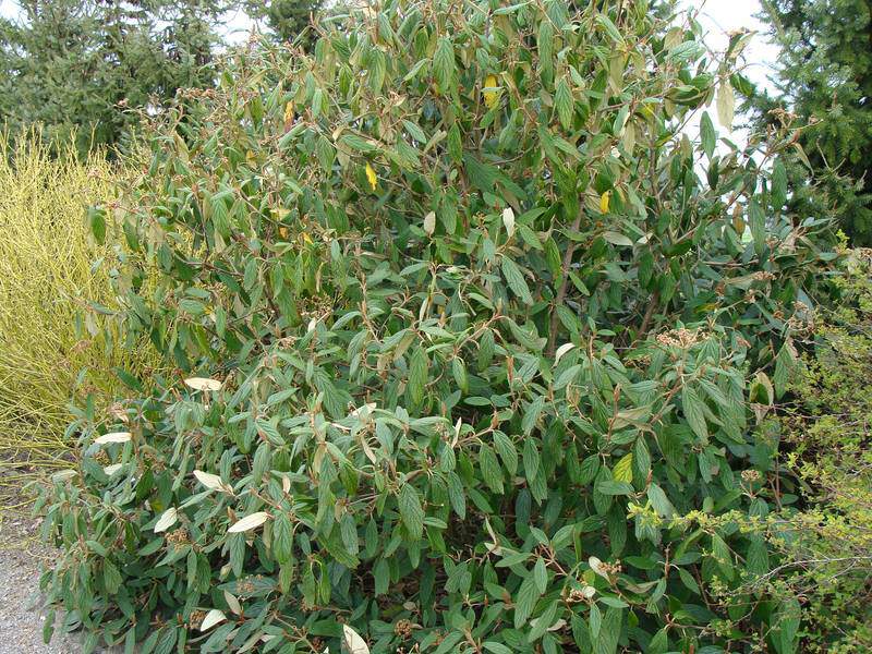 VIBURNUM ' Rhytidiphylum'