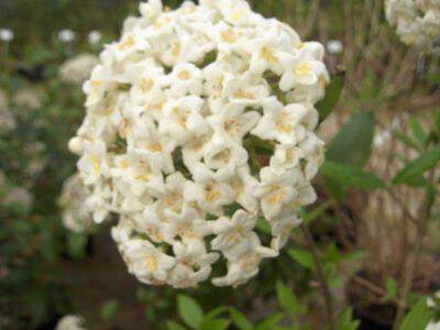 VIBURNUM burkwoodii Viorne - Arbuste