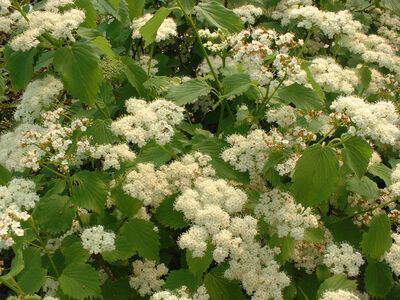 VIBURNUM Dendatum