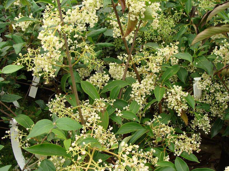 Viorne - VIBURNUM 'Hillieri  Winton' - Arbuste