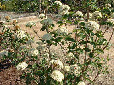 Viorne - VIBURNUM lantana - Arbuste