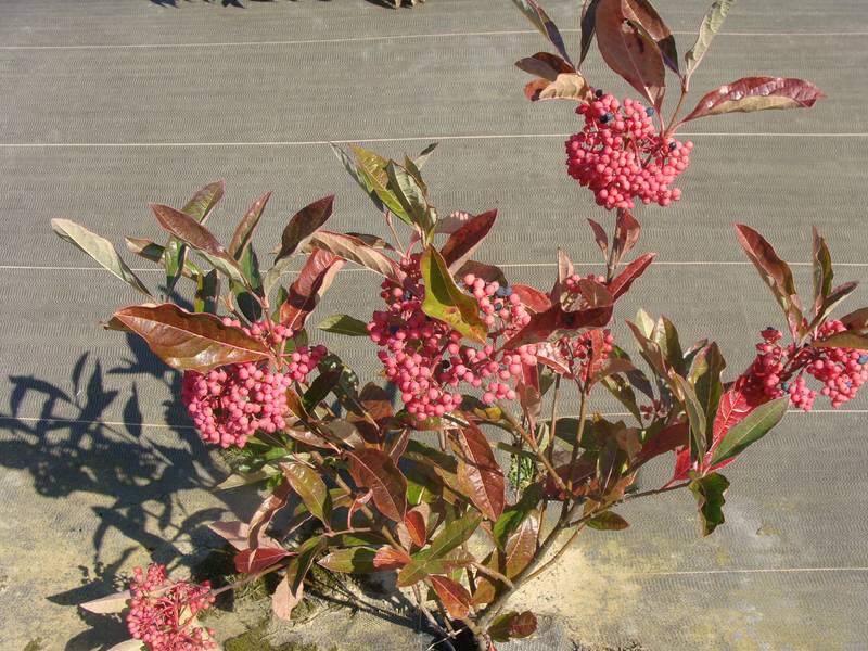 Viorne - VIBURNUM nudum 'Pink beauty' - Arbuste