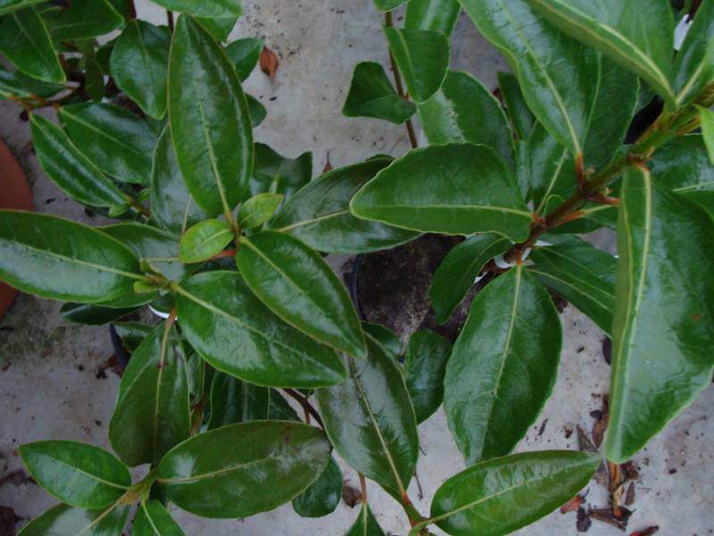 Viorne - VIBURNUM odoratissimum - Arbuste