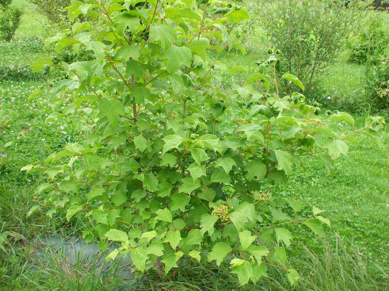 Viorne - VIBURNUM opulus - Arbuste