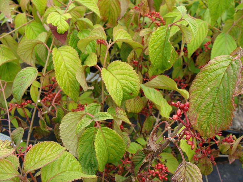 VIBURNUM plicatum 'Lanarth'