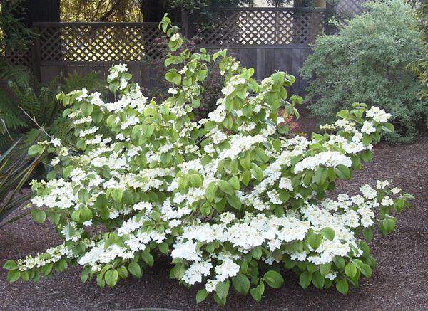 Viburnum plicatum tomentosum i