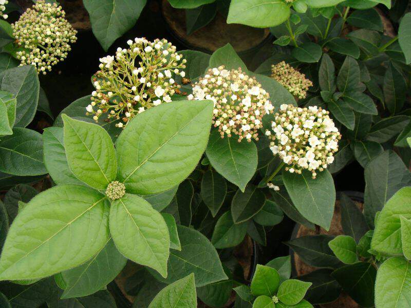 Viburnum tinus 'Macrophyllum' at