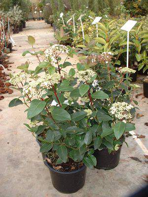 Laurier Tin - VIBURNUM tinus 'Purpurea' - Arbuste