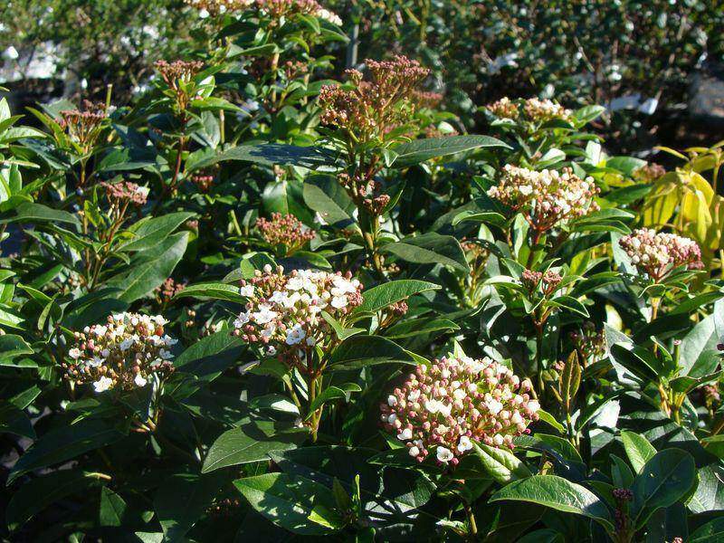 VIBURNUM tinus 'Spirit'® Laurier Tin Arbuste