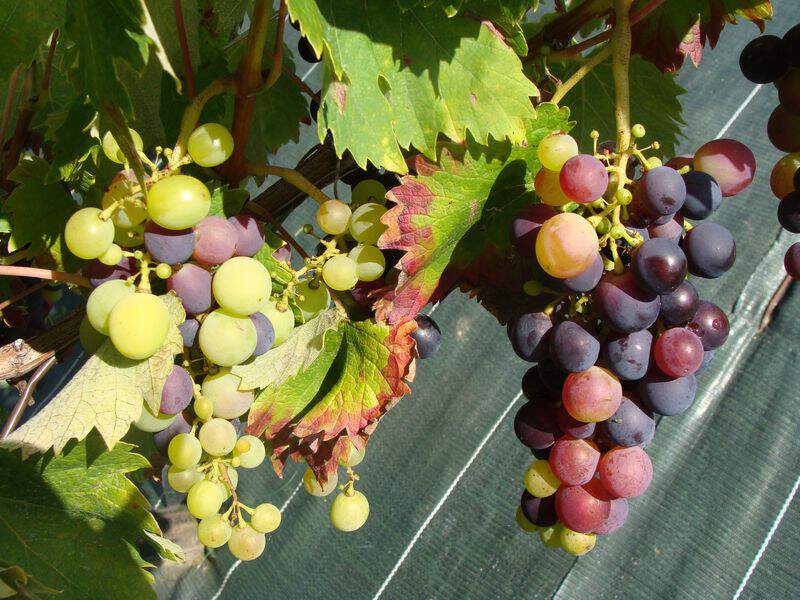 Vitis vinifera - VIGNE 'Alphonse Lavallée' - Arbre fruitier