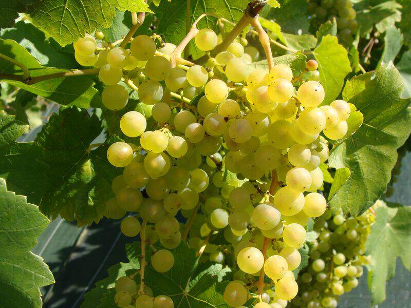 Vigne - VIGNE chasselas 'Doré Fontainebleau' - Arbre fruitier
