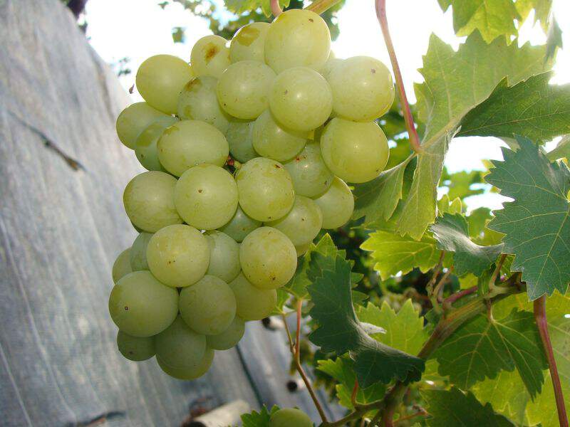 Vitis vinifera - VIGNE 'Italia' - Arbre fruitier