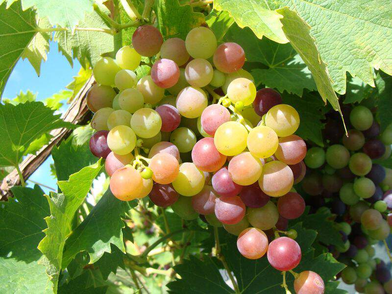 Vitis vinifera - VIGNE 'Muscat de Hambourg' - Arbre fruitier
