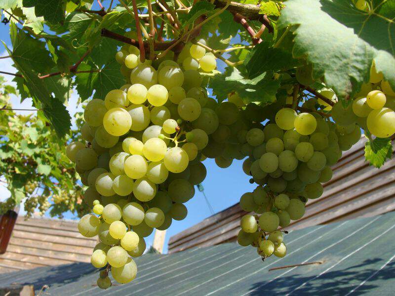 Vitis vinifera - VIGNE ampélia 'Perdin' (INRA) - Arbre fruitier