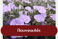 vignette-nouveautes-2