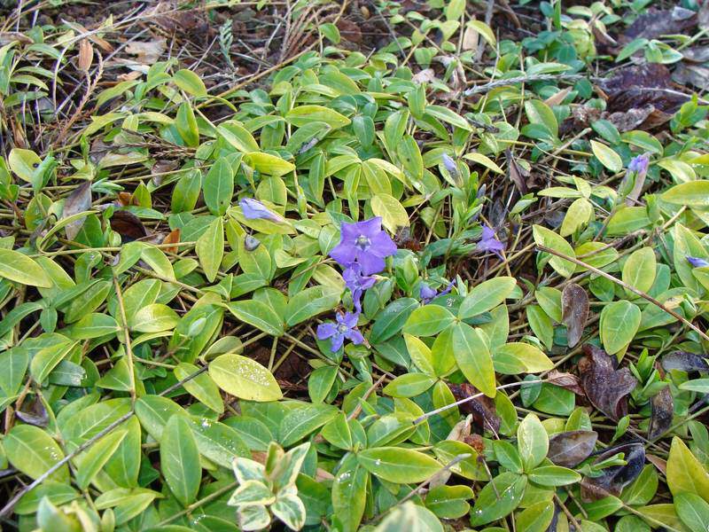 Petite Pervenche - VINCA minor - Vivace