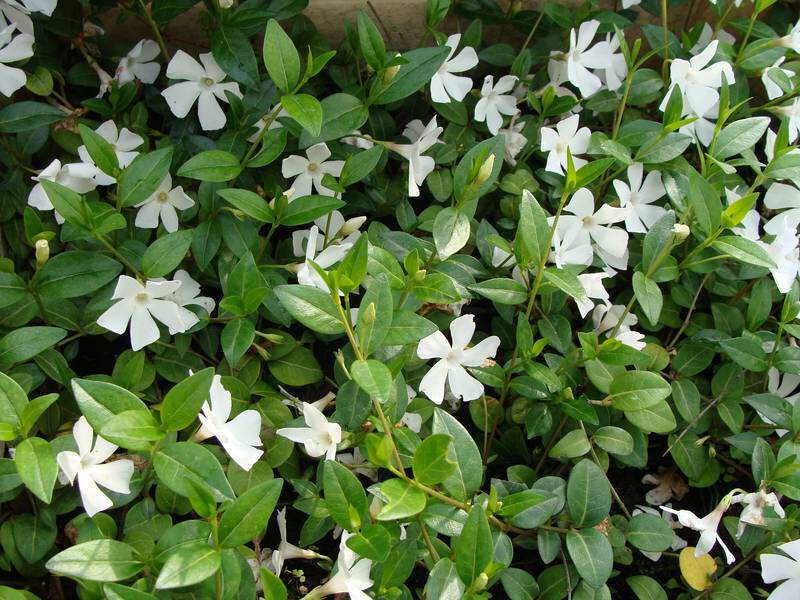 VINCA minor 'Alba' Petite Pervenche - Vivace