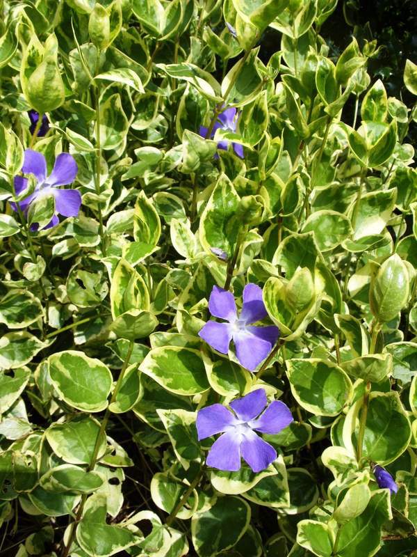 Petite Pervenche panaché - VINCA minor 'Argenteovariegata' - Vivace