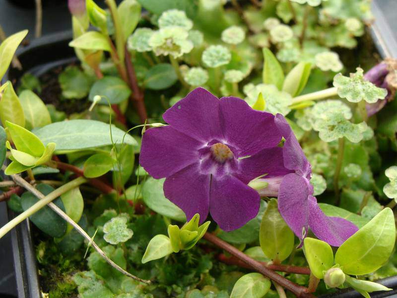 Petite Pervenche - VINCA minor 'Atropurpureum' - Vivace