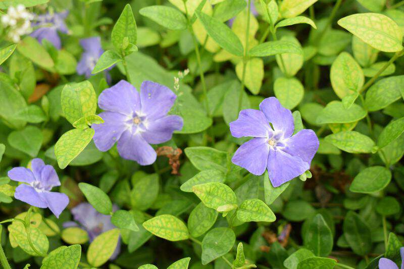 Petite Pervenche - VINCA minor 'Marie' - Vivace