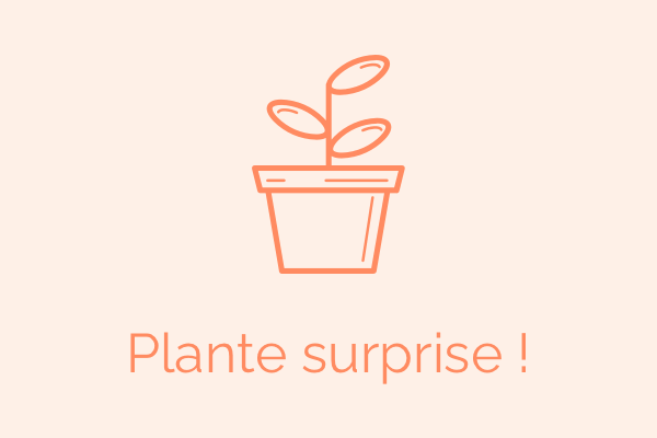 Geranium vivace - Plante cadeau : AGAPANTHE Variée - Vivace