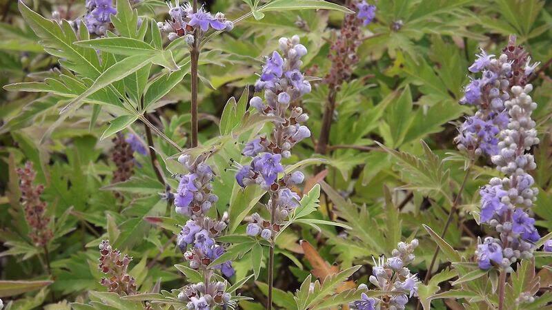 Arbres-au poivre - VITEX agnus castus 'Laciniata' - Arbuste