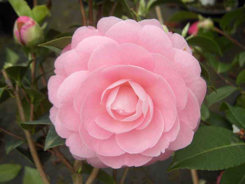 CAMELLIA 'waterlily'