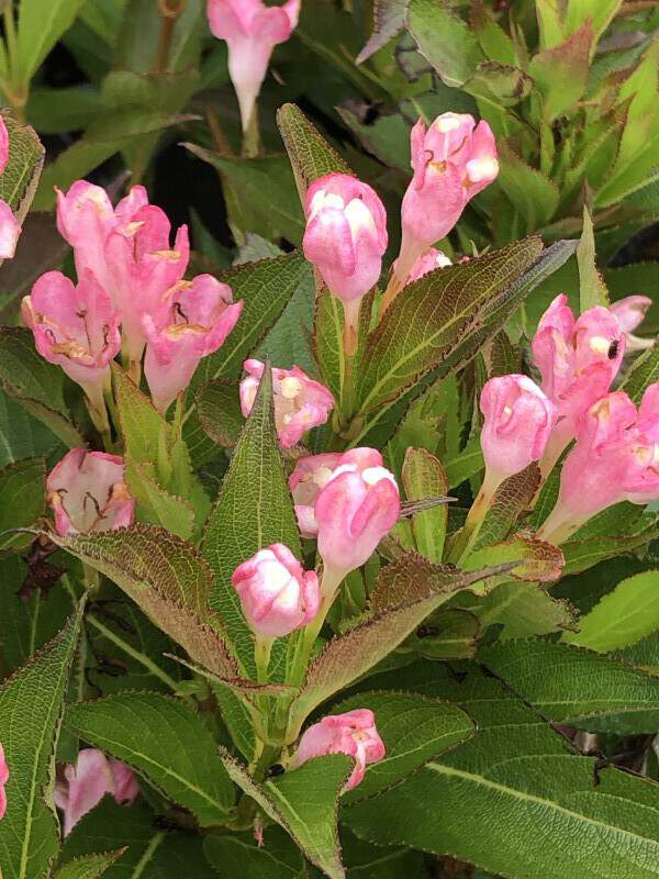 Weigélie - WEIGELA 'All Summer Peach' - Arbuste