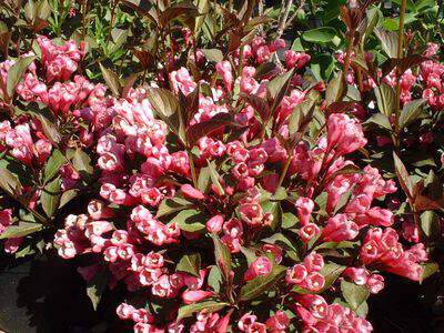 Weigélie - WEIGELA florida 'Victoria' - Arbuste