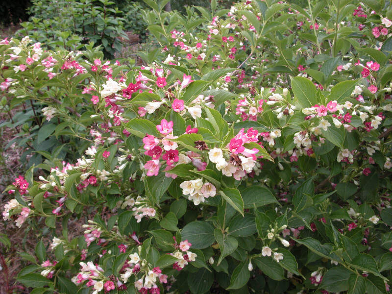 Weigélie - WEIGELA florida 'Marjorie' - Arbuste