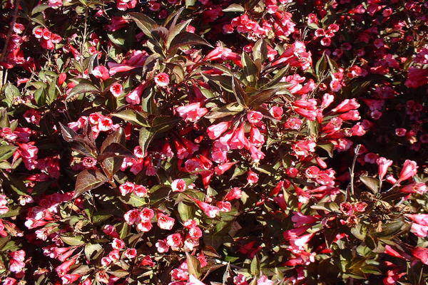 Weigelia pourpre - WEIGELA florida 'Alexandra' - Arbuste