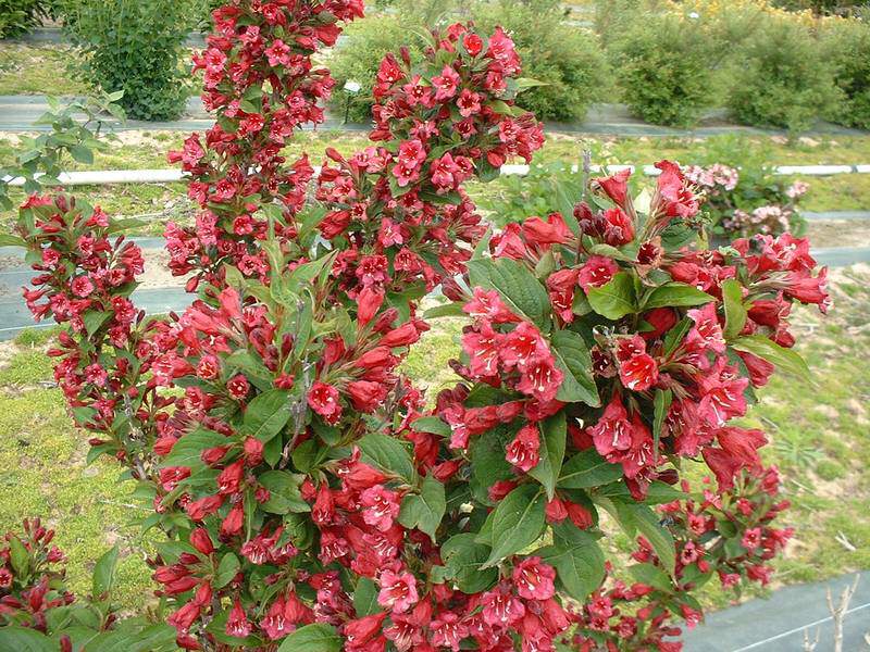 Weigelia rouge - WEIGELIA  'Red Prince' - Arbuste