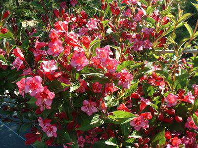 Weigelia - WEIGELA florida 'Bristol Ruby' - Arbuste