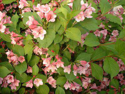 Weigelia rose - WEIGELA florida 'Conquête' - Arbuste