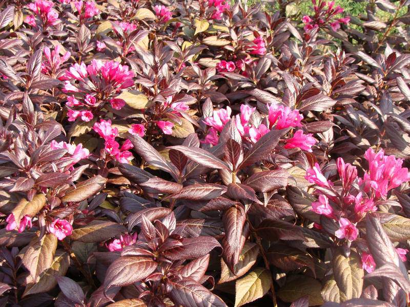 Weigelia pourpre - WEIGELA florida 'Purpurea' - Arbuste