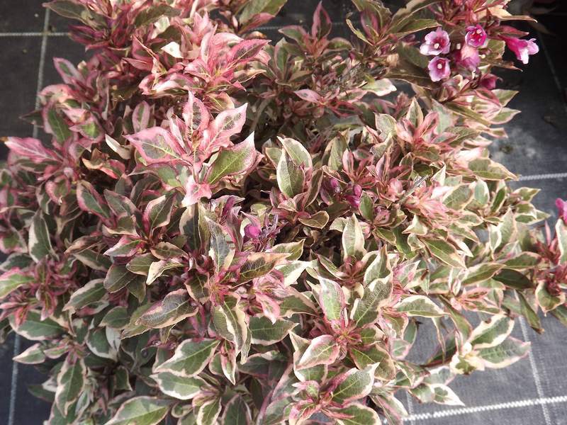 Weigelia - WEIGELA 'Monet' - Arbuste