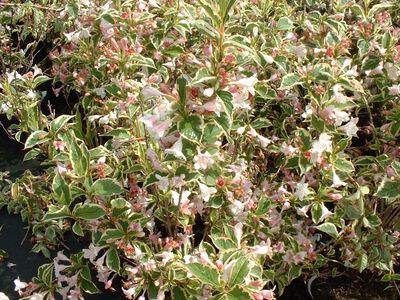 Weigelia panaché - WEIGELA florida 'Nana variegata' - Arbuste