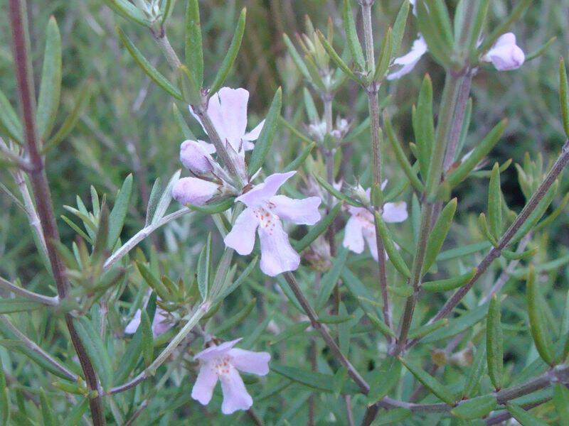 Rosmarin d'Australie - WESTRINGIA erimicola - Arbuste