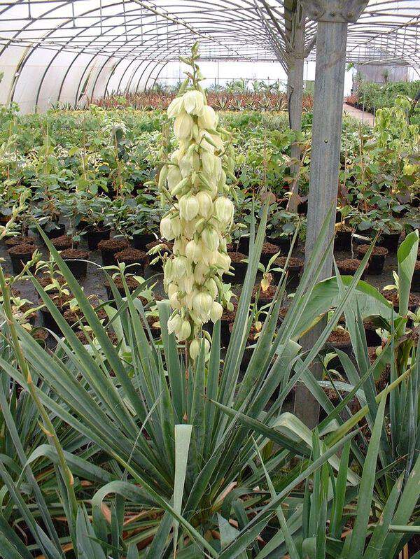 Yucca - YUCCA filamentosa - Arbuste