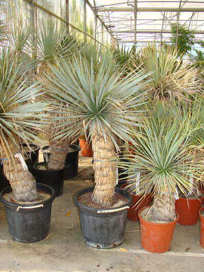 YUCCA rostrata Photo 2