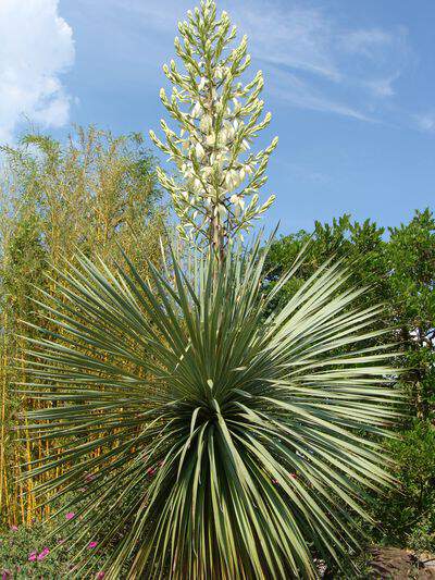 YUCCA rostrata Arboretum Jean HUCHET 3