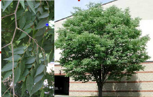 Orme de Sibérie - ZELKOVA serrata - Arbre